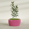 Casablanca Large Round Low Bowl Fiberglass Planter - 36 in x 36 in x 18 in - Gloss Pink Violet - Gloss Pink Violet,36 in x 36 in x 18 in