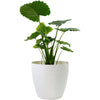 Harrison Small Round Plastic Planter - 15 in x 15 in x 13.5 in - White - White,15 in x 15 in x 13.5 in