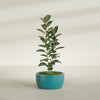 Casablanca Medium Round Low Bowl Fiberglass Planter - 24 in x 24 in x 12 in - Satin Sea Foam - Satin Sea Foam,24 in x 24 in x 12 in