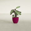 Wannsee Small Round Fiberglass Planter - 15 in x 15 in x 13 in - Gloss Eggplant - Gloss Eggplant,15 in x 15 in x 13 in