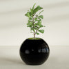 Globe Large Sphere Fiberglass Planter - 36 in x 36 in x 30 in - Gloss Black - Gloss Black,36 in x 36 in x 30 in
