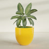 Alzira Large Round Fiberglass Planter - 36 in x 36 in x 34 in - Gloss Saffron - Gloss Saffron,36 in x 36 in x 34 in