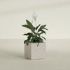 Cube - 24in x 24in x 24in - StoneLight - Pearlstone - StoneLight - Pearlstone,24 in x 24 in x 24 in