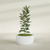 Casablanca Large Round Low Bowl Fiberglass Planter - 30 in x 30 in x 15 in - Gloss White - Gloss White,30 in x 30 in x 15 in