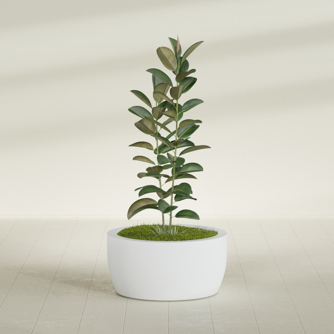 Casablanca Large Round Low Bowl Fiberglass Planter - 30 in x 30 in x 15 in - Gloss White - Gloss White,30 in x 30 in x 15 in
