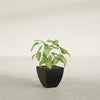 Lima Small Tapered Square Fiberglass Planter - 12 in x 12 in x 12 in - Matte Black - Matte Black,12 in x 12 in x 12 in