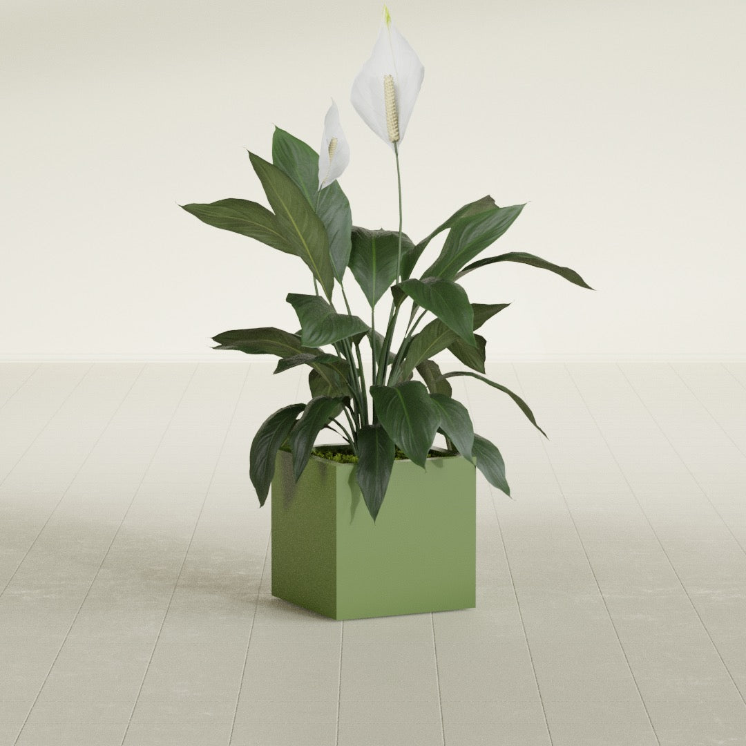Montroy Small Cube Square Fiberglass Planter - 16 in x 16 in x 16 in - Satin Green - Satin Green,16 in x 16 in x 16 in