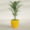 Wannsee Large Round Fiberglass Planter - 33 in x 33 in x 29 in - Gloss Saffron - Gloss Saffron,33 in x 33 in x 29 in