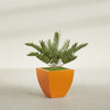 Lima Medium Tapered Square Fiberglass Planter - 20 in x 20 in x 20 in - Gloss Tangerine - Gloss Tangerine,20 in x 20 in x 20 in