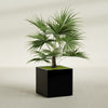 Montroy Large Cube Square Fiberglass Planter - 32 in x 32 in x 32 in - Gloss Black - Gloss Black,32 in x 32 in x 32 in