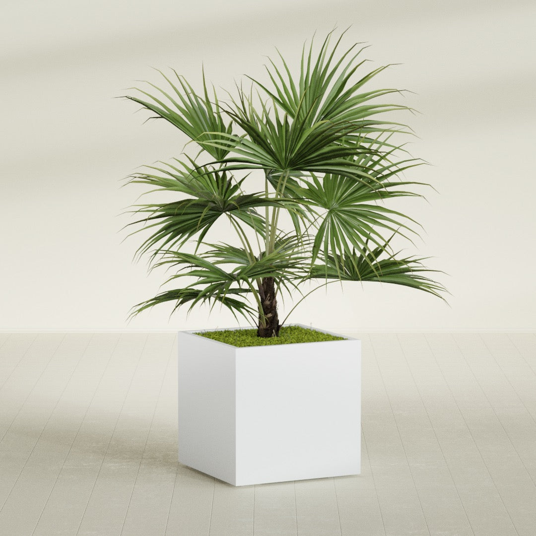 Montroy Large Cube Square Fiberglass Planter - 32 in x 32 in x 32 in - Gloss White - Gloss White,32 in x 32 in x 32 in