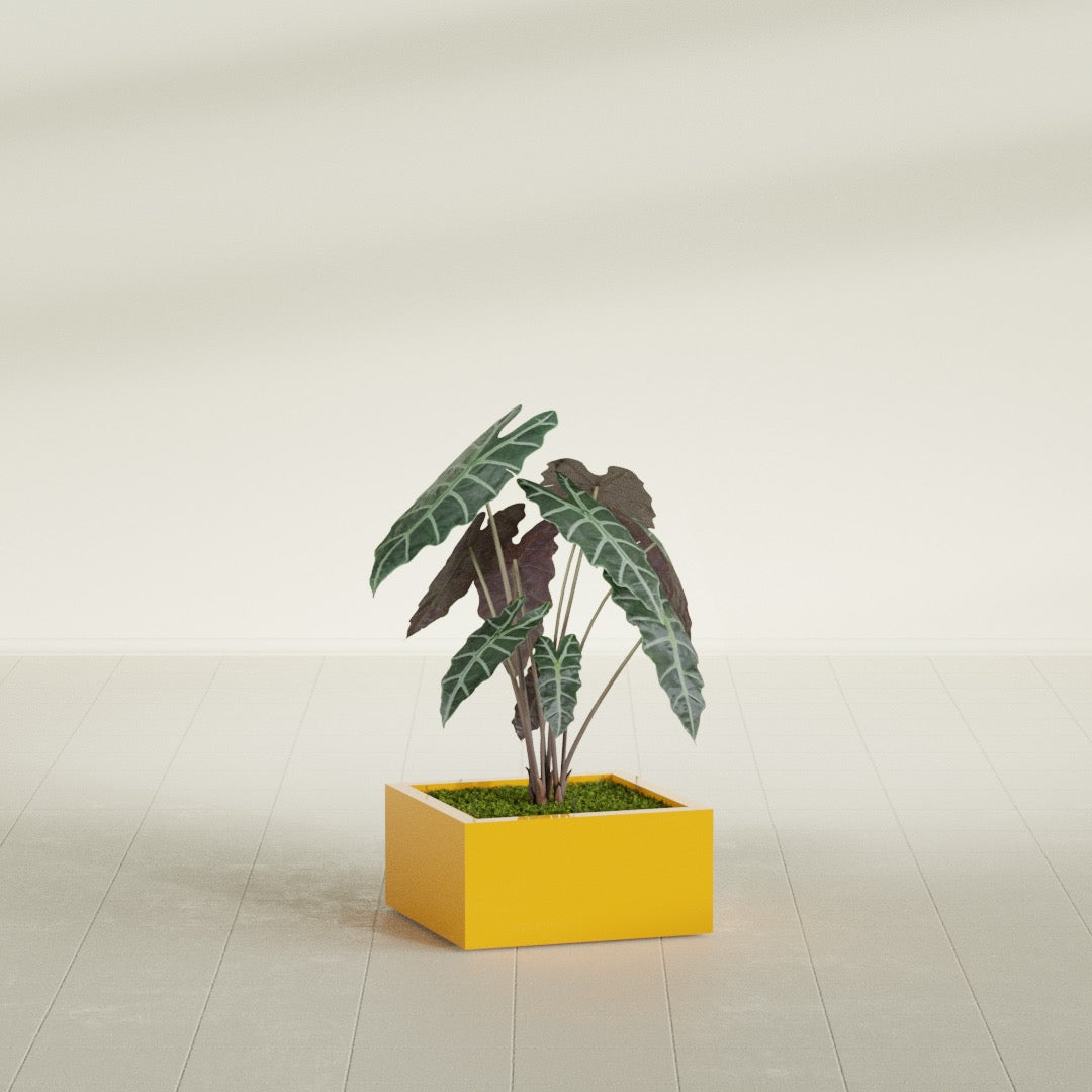 Antwerp Medium Low Rectangle Fiberglass Planter - 24 in x 24 in x 12 in - Gloss Saffron - Gloss Saffron,24 in x 24 in x 12 in