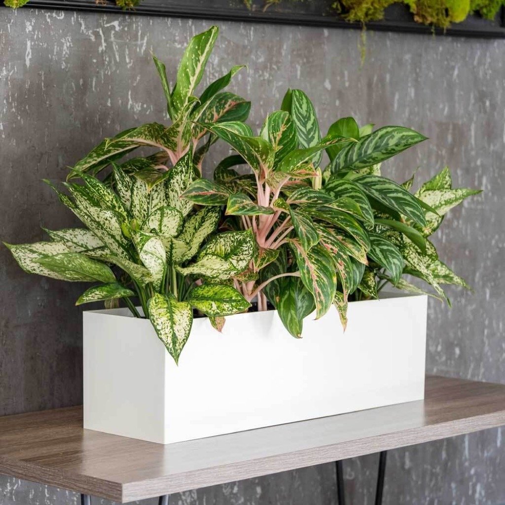 Tabletop Rectangle - 24in x 7in x 7in