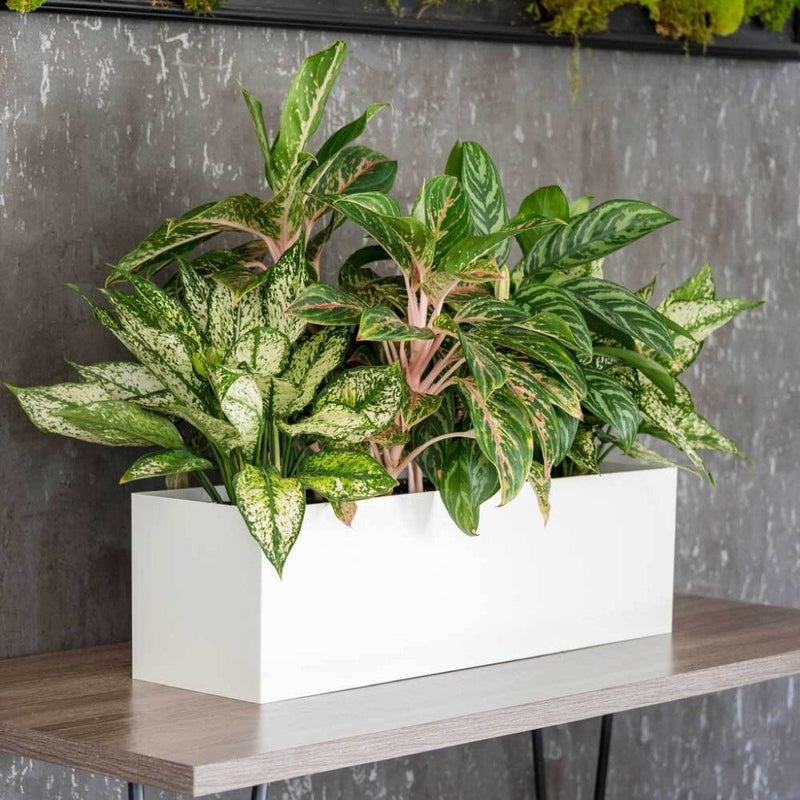 Tabletop Rectangle Image