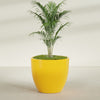 Wannsee Extra Large Round Fiberglass Planter - 50 in x 50 in x 44 in - Gloss Saffron - Gloss Saffron,50 in x 50 in x 44 in