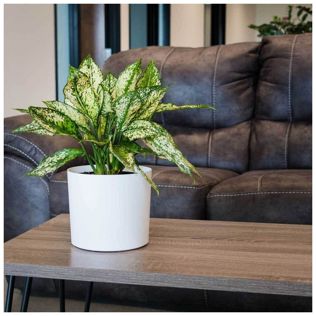 Tabletop Cylinder - 9in diam. x 7in