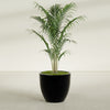 Wannsee Large Round Fiberglass Planter - 33 in x 33 in x 29 in - Gloss Black - Gloss Black,33 in x 33 in x 29 in