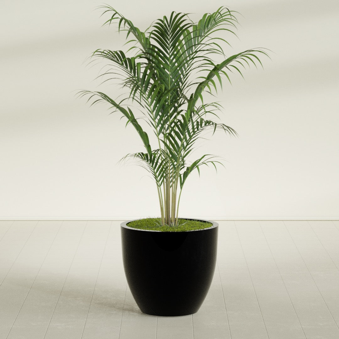 Wannsee Large Round Fiberglass Planter - 33 in x 33 in x 29 in - Gloss Black - Gloss Black,33 in x 33 in x 29 in