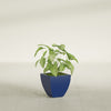 Lima Small Tapered Square Fiberglass Planter - 12 in x 12 in x 12 in - Matte Cobalt Blue - Matte Cobalt Blue,12 in x 12 in x 12 in