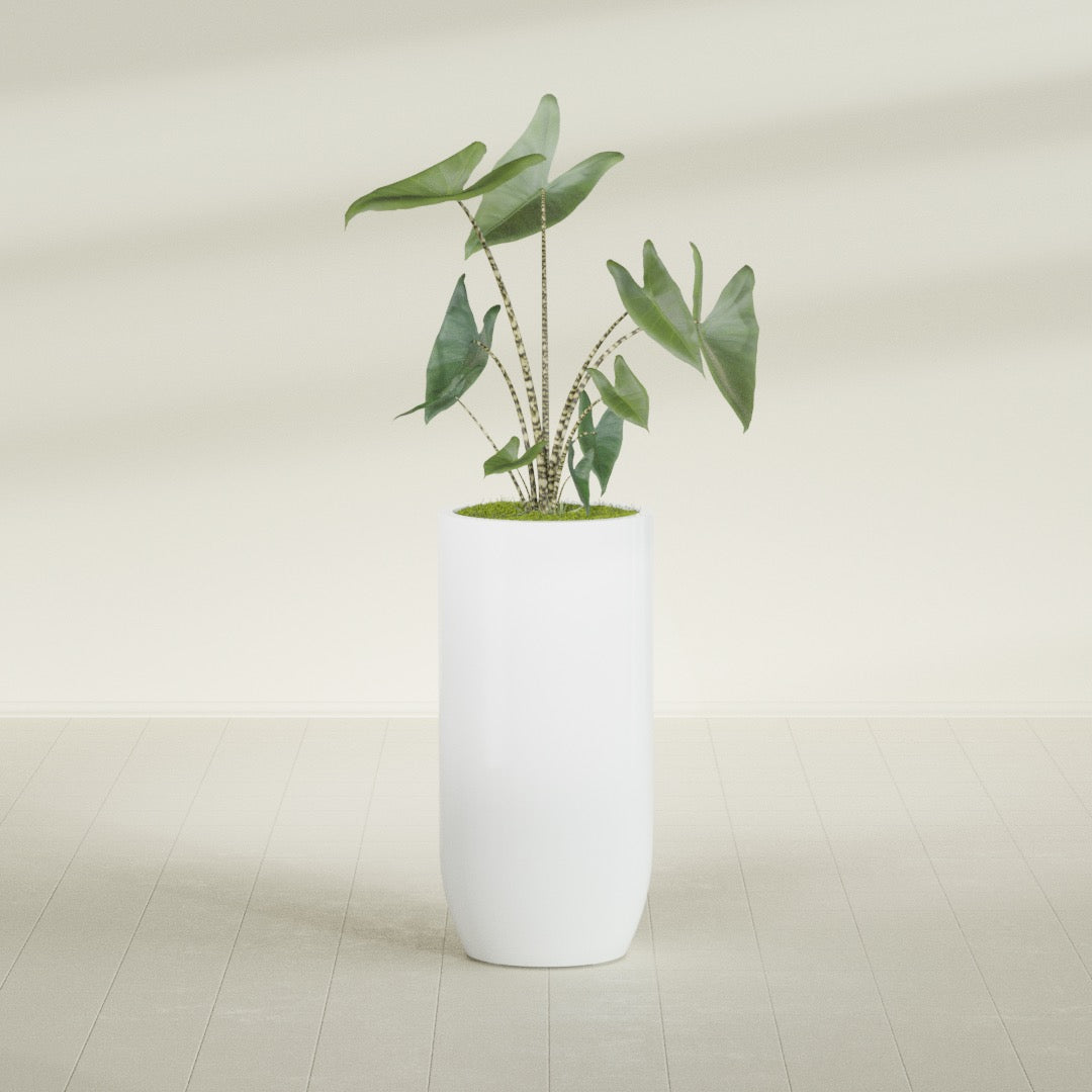 Saint Tropez Extra Large Tall Round Fiberglass Planter - 24 in x 24 in x 50 in - Matte White - Matte White,24 in x 24 in x 50 in