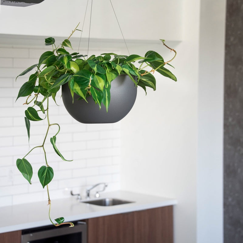 Clymer - 10in diam. x 6.5in Image