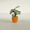 Wannsee Small Round Fiberglass Planter - 15 in x 15 in x 13 in - Gloss Tangerine - Gloss Tangerine,15 in x 15 in x 13 in