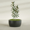 Casablanca Large Round Low Bowl Fiberglass Planter - 36 in x 36 in x 18 in - Matte Charcoal - Matte Charcoal,36 in x 36 in x 18 in