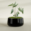 Short Hayden Medium Round Fiberglass Planter - 20 in x 20 in x 10 in - Gloss Black - Gloss Black,20 in x 20 in x 10 in