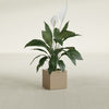 Montroy Small Cube Square Fiberglass Planter - 12 in x 12 in x 12 in - Metallic Gold - Metallic Gold,12 in x 12 in x 12 in