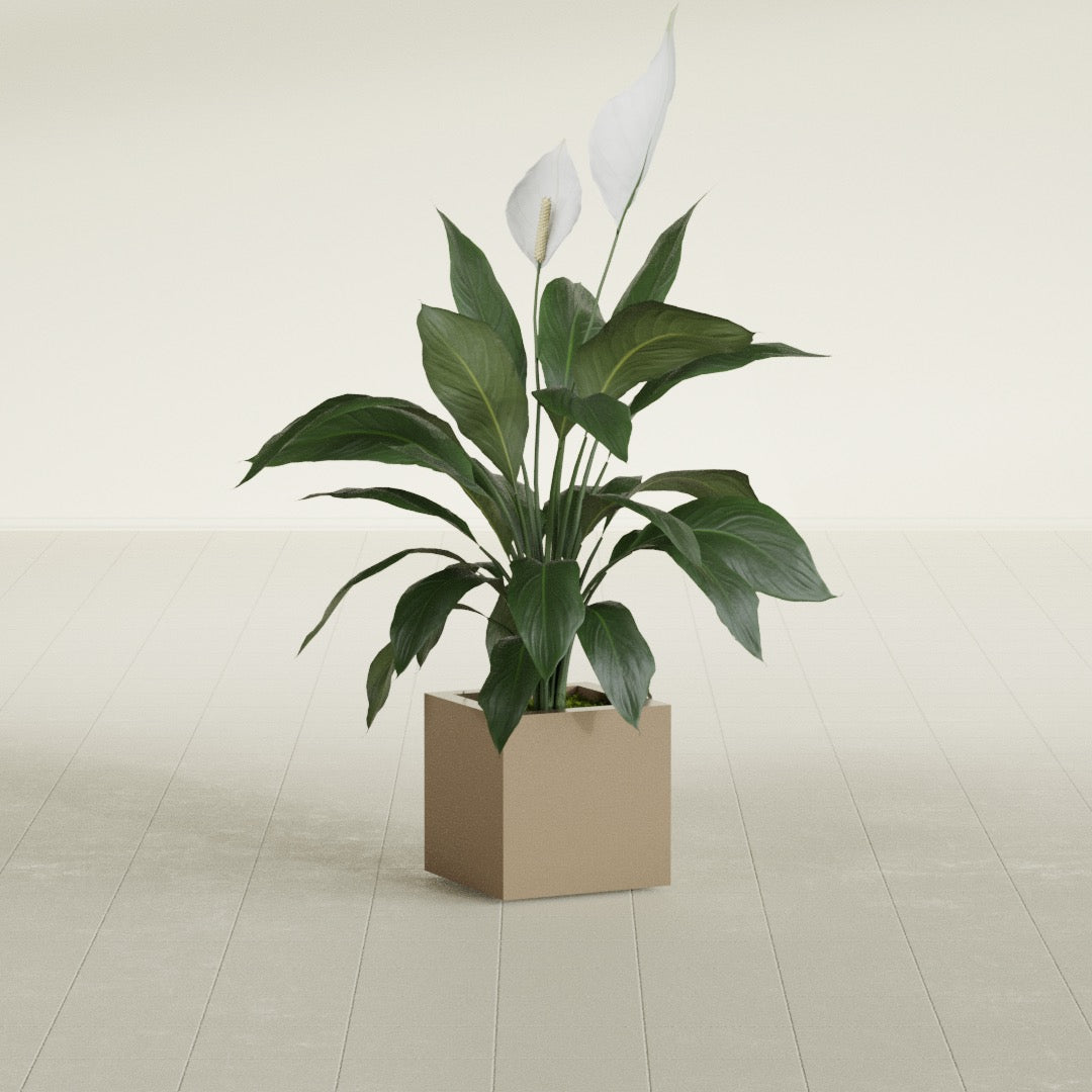Montroy Small Cube Square Fiberglass Planter - 12 in x 12 in x 12 in - Metallic Gold - Metallic Gold,12 in x 12 in x 12 in