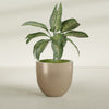 Alzira Large Round Fiberglass Planter - 30 in x 30 in x 28 in - Metallic Gold - Metallic Gold,30 in x 30 in x 28 in