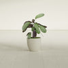Wannsee Small Round Fiberglass Planter - 15 in x 15 in x 13 in - Satin Beige - Satin Beige,15 in x 15 in x 13 in