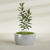 Casablanca Large Round Low Bowl Fiberglass Planter - 36 in x 36 in x 18 in - Metallic Silver - Metallic Silver,36 in x 36 in x 18 in
