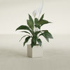 Montroy Small Cube Square Fiberglass Planter - 12 in x 12 in x 12 in - Satin Beige - Satin Beige,12 in x 12 in x 12 in