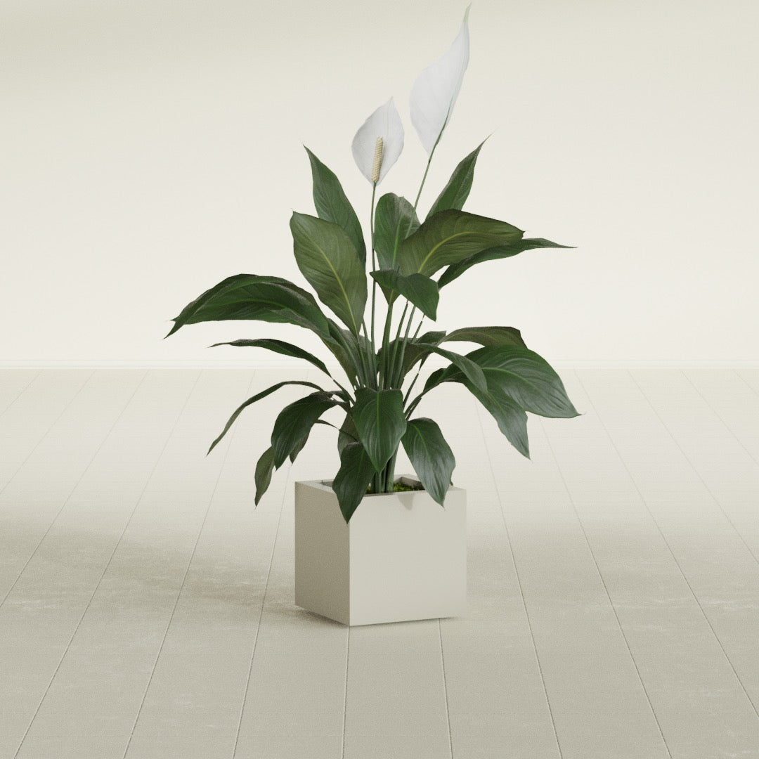 Montroy Small Cube Square Fiberglass Planter - 12 in x 12 in x 12 in - Satin Beige - Satin Beige,12 in x 12 in x 12 in