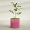 Rio Grande Medium Round Fiberglass Planter - 22 in x 22 in x 22 in - Gloss Pink Violet - Gloss Pink Violet,22 in x 22 in x 22 in