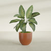 Alzira Medium Round Fiberglass Planter - 23 in x 23 in x 22 in - Matte Terracotta - Matte Terracotta,23 in x 23 in x 22 in