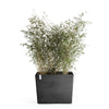 Paris with Wheels Large Rectangle Planter - 33.5 in x 15.5 in x 26 in - Dark Grey - Dark Grey,33.5 in x 15.5 in x 26 in
