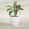 Alzira Large Round Fiberglass Planter - 30 in x 30 in x 28 in - Gloss White - Gloss White,30 in x 30 in x 28 in