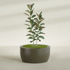 Casablanca Large Round Low Bowl Fiberglass Planter - 36 in x 36 in x 18 in - Matte Bronze - Matte Bronze,36 in x 36 in x 18 in