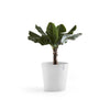 Amsterdam Medium Round Planter - 19.8 in x 19.8 in x 17.3 in - Pure White - Pure White,19.75 in x 19.75 in x 17.25 in,Planter Only