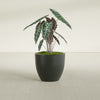 Wannsee Medium Round Fiberglass Planter - 27 in x 27 in x 24 in - Matte Charcoal - Matte Charcoal,27 in x 27 in x 24 in