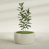Casablanca Large Round Low Bowl Fiberglass Planter - 36 in x 36 in x 18 in - Satin Beige - Satin Beige,36 in x 36 in x 18 in