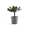 Amsterdam Small Round Planter - 19.8 in x 19.8 in x 17.3 in - Grey - Grey,19.75 in x 19.75 in x 17.25 in,Planter Only