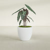 Wannsee Medium Round Fiberglass Planter - 27 in x 27 in x 24 in - Gloss White - Gloss White,27 in x 27 in x 24 in