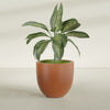 Alzira Large Round Fiberglass Planter - 30 in x 30 in x 28 in - Matte Terracotta - Matte Terracotta,30 in x 30 in x 28 in