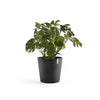 Amsterdam Small Round Planter - 19.8 in x 19.8 in x 17.3 in - Dark Grey - Dark Grey,19.75 in x 19.75 in x 17.25 in,Planter Only