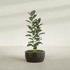Casablanca Medium Round Low Bowl Fiberglass Planter - 24 in x 24 in x 12 in - Matte Brown - Matte Brown,24 in x 24 in x 12 in