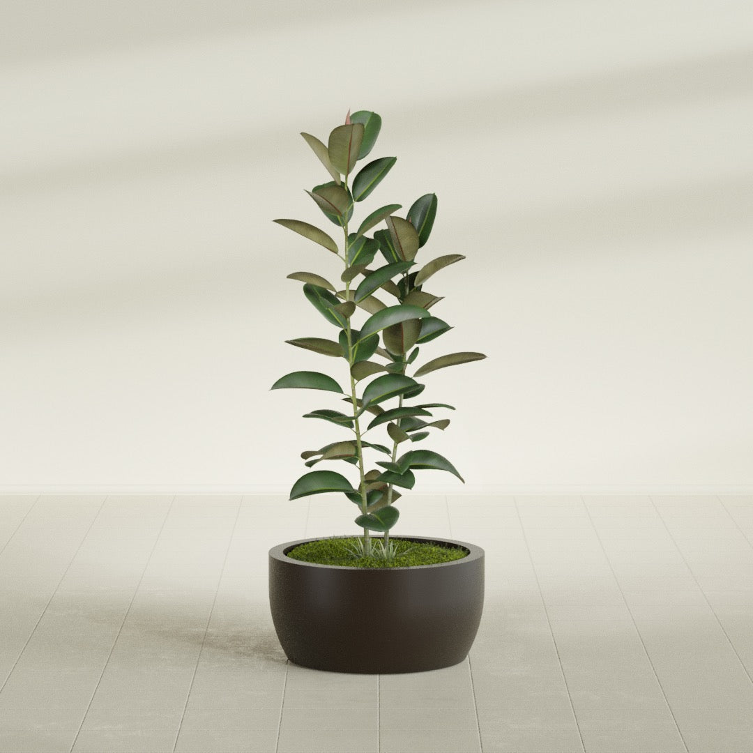 Casablanca Medium Round Low Bowl Fiberglass Planter - 24 in x 24 in x 12 in - Matte Brown - Matte Brown,24 in x 24 in x 12 in