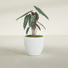 Wannsee Medium Round Fiberglass Planter - 27 in x 27 in x 24 in - Matte White - Matte White,27 in x 27 in x 24 in